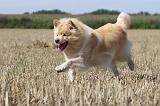 CHIEN FINNOIS DE LAPONIE 718